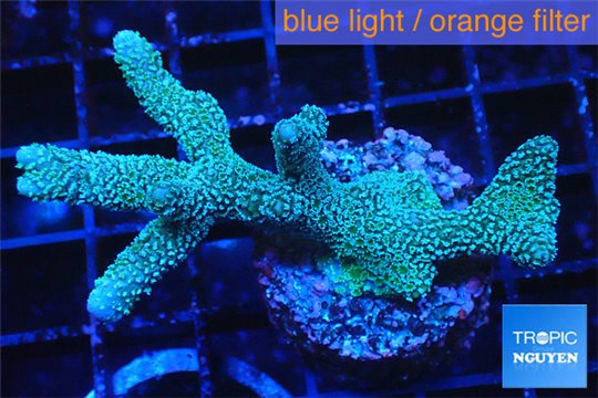 Montipora digitata green 4-5 cm WYSIWYG acclimaté