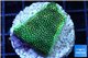 Porites green 2-4 cm WYSIWYG acclimaté