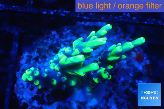 Acropora aculeus neon lemon green Australia 2-4 cm WYSIWYG acclimaté