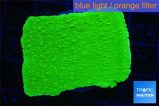 Montipora capricornis green 3-4 cm WYSIWYG acclimaté