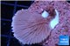 Montipora red & purple polyps 3-4 cm WYSIWYG acclimaté