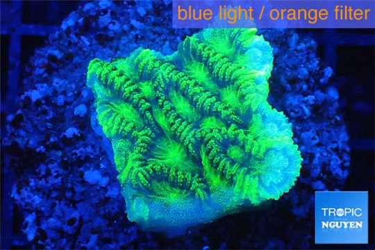 Merulina neon green 2-3 cm WYSIWYG acclimaté