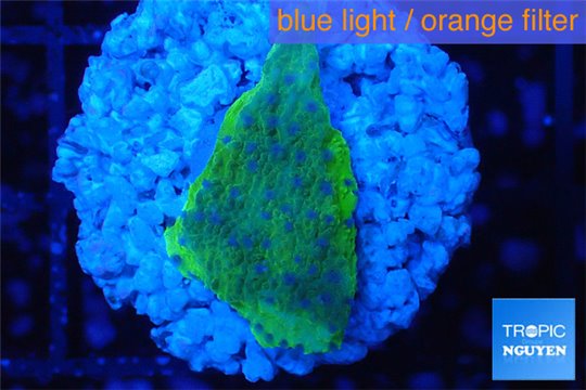 Montipora Fijii blue purple polyps 2 cm WYSIWYG acclimaté