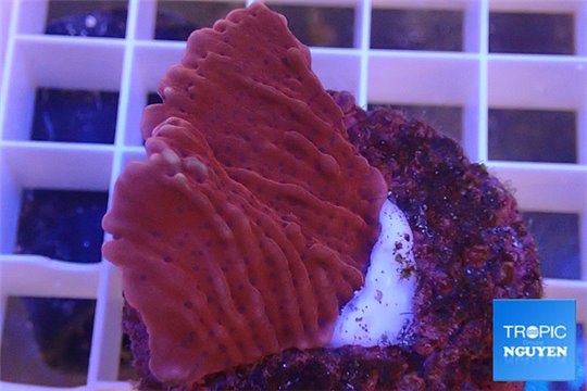 Montipora red & purple polyps 3-4 cm WYSIWYG acclimaté