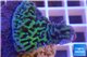 Montipora purple green 3-5 cm WYSIWYG acclimaté