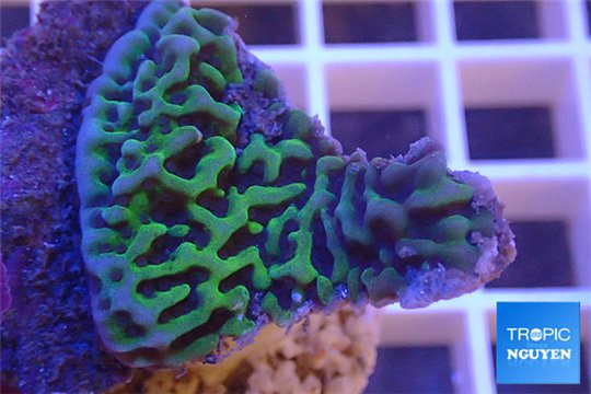 Montipora purple green 3-5 cm WYSIWYG acclimaté