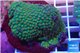 Cyphastrea green & orange polyps 7-10 cm WYSIWYG acclimaté