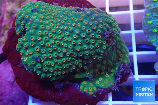 Cyphastrea green & orange polyps 7-10 cm WYSIWYG acclimaté