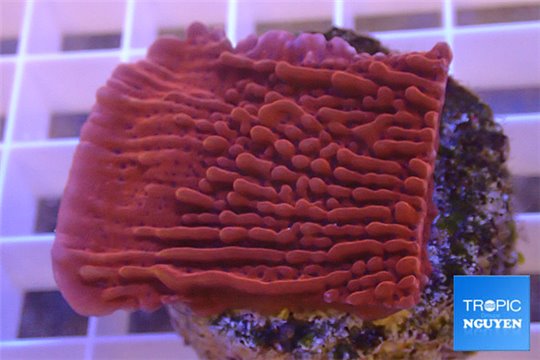 Montipora red & purple polyps 3-4 cm WYSIWYG acclimaté