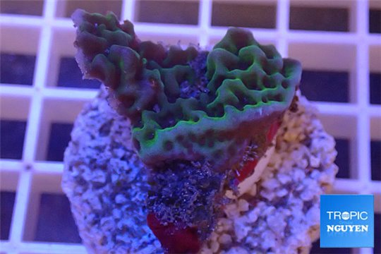 Montipora purple green 2-4 cm WYSIWYG acclimaté