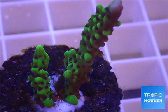 Montipora green & purple polyps 2-3 cm WYSIWYG acclimaté