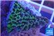 Montipora purple green 3-4 cm WYSIWYG acclimaté