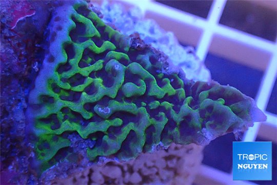 Montipora purple green 3-4 cm WYSIWYG acclimaté