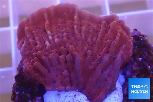 Montipora red & purple polyps 3-4 cm WYSIWYG acclimaté