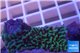 Montipora purple green 3-4 cm WYSIWYG acclimaté