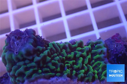 Montipora purple green 3-4 cm WYSIWYG acclimaté