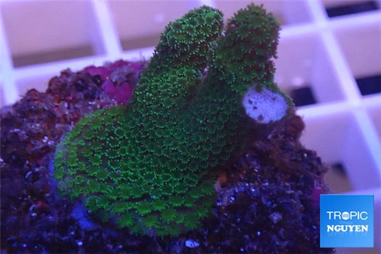 Montipora digitata green 2-3 cm WYSIWYG acclimaté