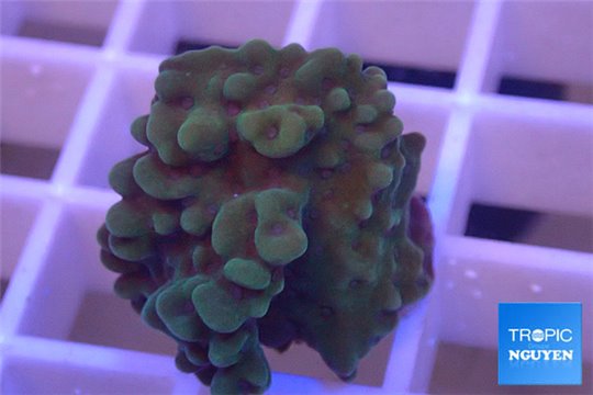 Montipora green purple incrusting 2-3 cm WYSIWYG acclimaté