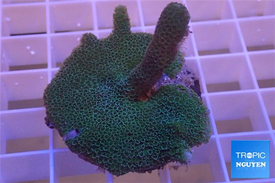 Montipora digitata green 4-5 cm WYSIWYG acclimaté