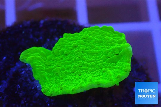 Montipora green plate 2-4 cm WYSIWYG acclimaté