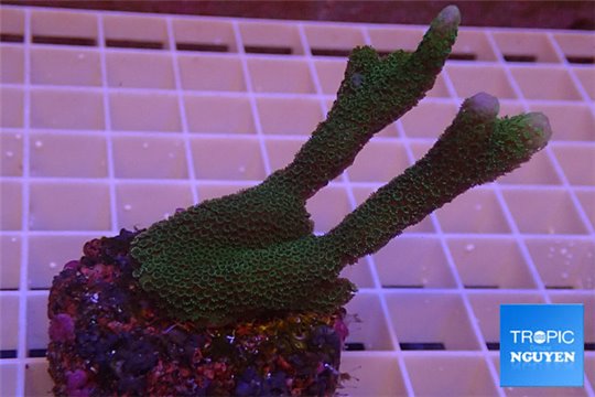 Montipora digitata green 3-5 cm WYSIWYG acclimaté