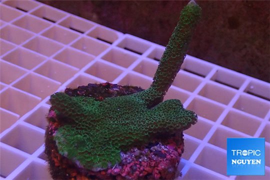 Montipora digitata green 3-5 cm WYSIWYG acclimaté