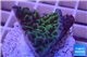 Montipora green purple 2-4 cm WYSIWYG acclimaté