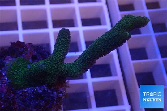 Montipora digitata green 3-5 cm WYSIWYG acclimaté