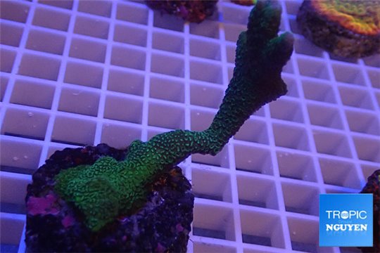 Montipora digitata green 4-6 cm WYSIWYG acclimaté