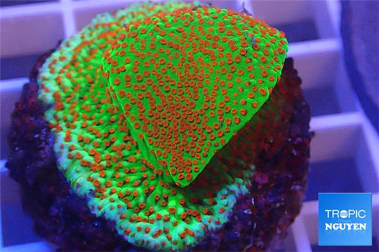 Montipora sunrise 3-5 cm WYSIWYG acclimaté