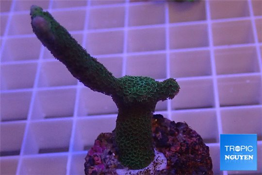 Montipora digitata green 3-5 cm WYSIWYG acclimaté