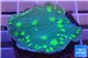 Echinopora lamellosa green spot 3-4 cm WYSIWYG acclimaté