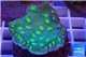 Echinopora lamellosa green spot 3-4 cm WYSIWYG acclimaté