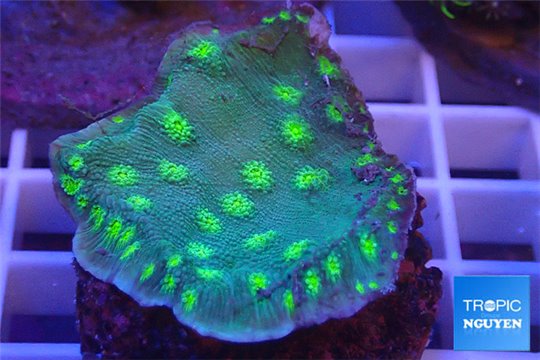 Echinopora lamellosa green spot 3-4 cm WYSIWYG acclimaté