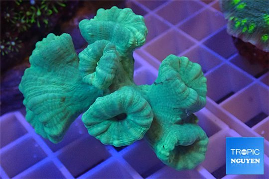 Caulastrea green 7-8 polyps WYSIWYG acclimaté