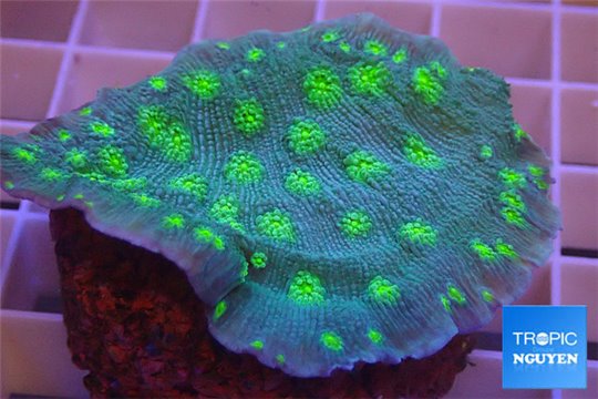 Echinopora lamellosa green spot 4-5 cm WYSIWYG acclimaté