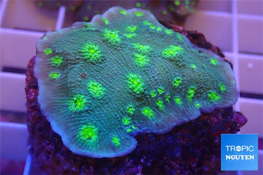 Echinopora lamellosa green spot 3-4 cm WYSIWYG acclimaté