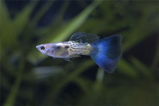 Guppy blue sapphire 3,5-4 cm