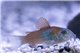 Corydoras aeneus orange Venezuela 2,5-3 cm