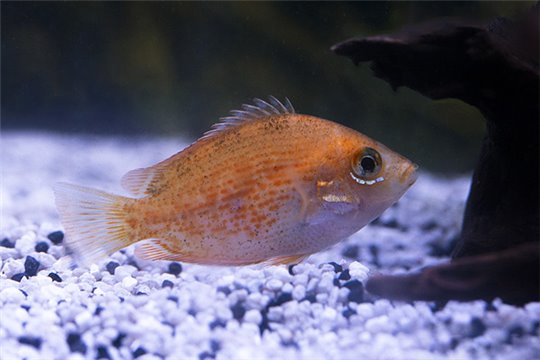 Etroplus maculatus gold 5-6 cm