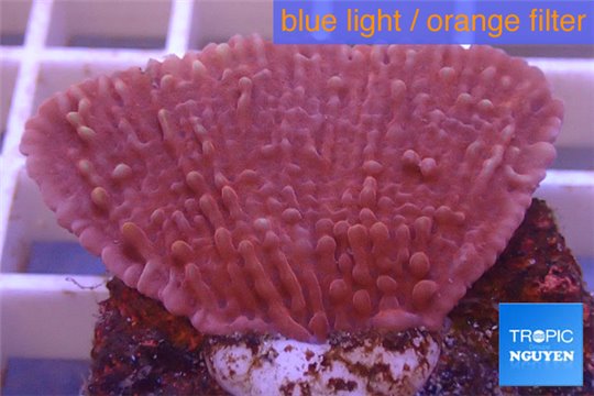 Montipora red & purple polyps 3-4 cm WYSIWYG acclimaté