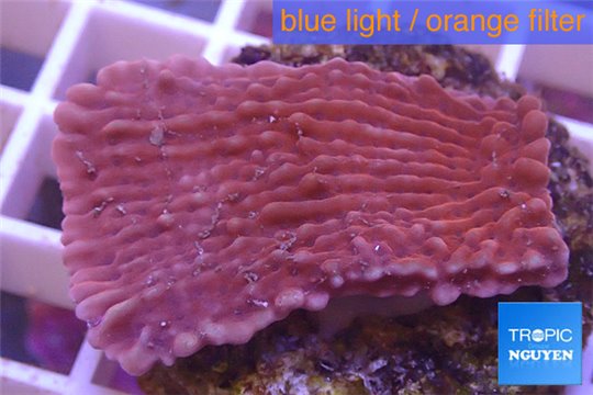 Montipora red & purple polyps 2-4 cm WYSIWYG acclimaté