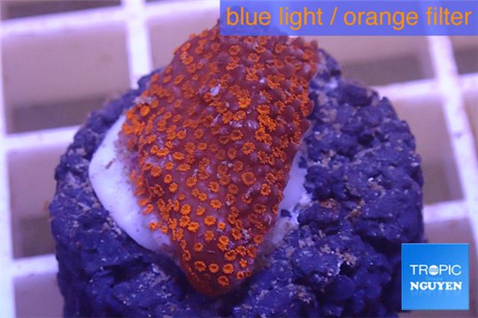 Montipora danae red polyps 2-3 cm WYSIWYG acclimaté