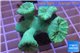 Caulastrea green 4-6 polyps WYSIWYG acclimaté