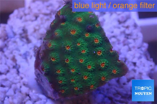 Cyphastrea green & orange 2-4 cm WYSIWYG acclimaté