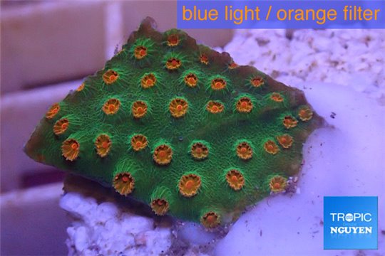 Cyphastrea green & orange 2-4 cm WYSIWYG acclimaté