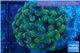 Euphyllia paraancora gold 2-4 cm WYSIWYG acclimaté