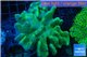 Sarcophyton finger 8-12 cm WYSIWYG acclimaté