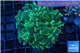 Euphyllia paraancora green 4-6 cm WYSIWYG acclimaté