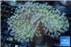 Sarcophyton long white polyps Fijii 6-10 cm WYSIWYG acclimaté